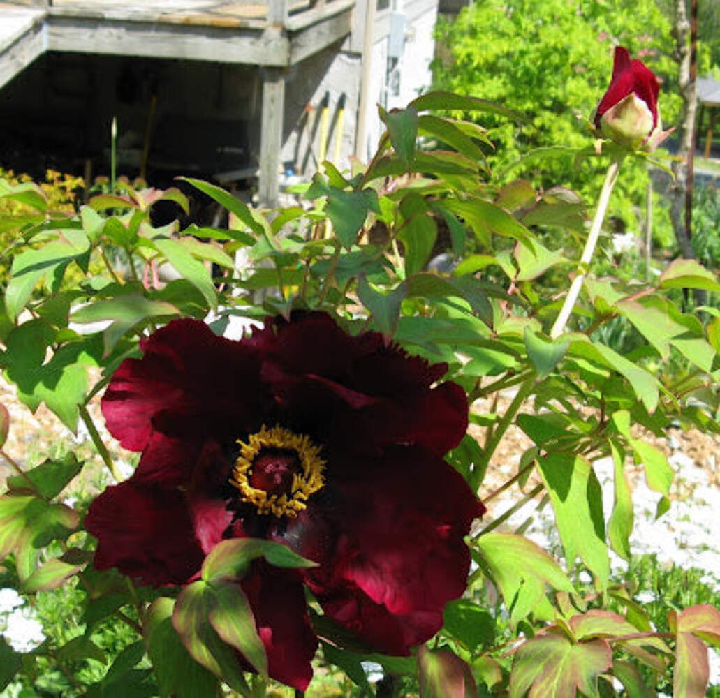 Hatsugarasu Japanese large flower tree peony Preorder for fall 2026