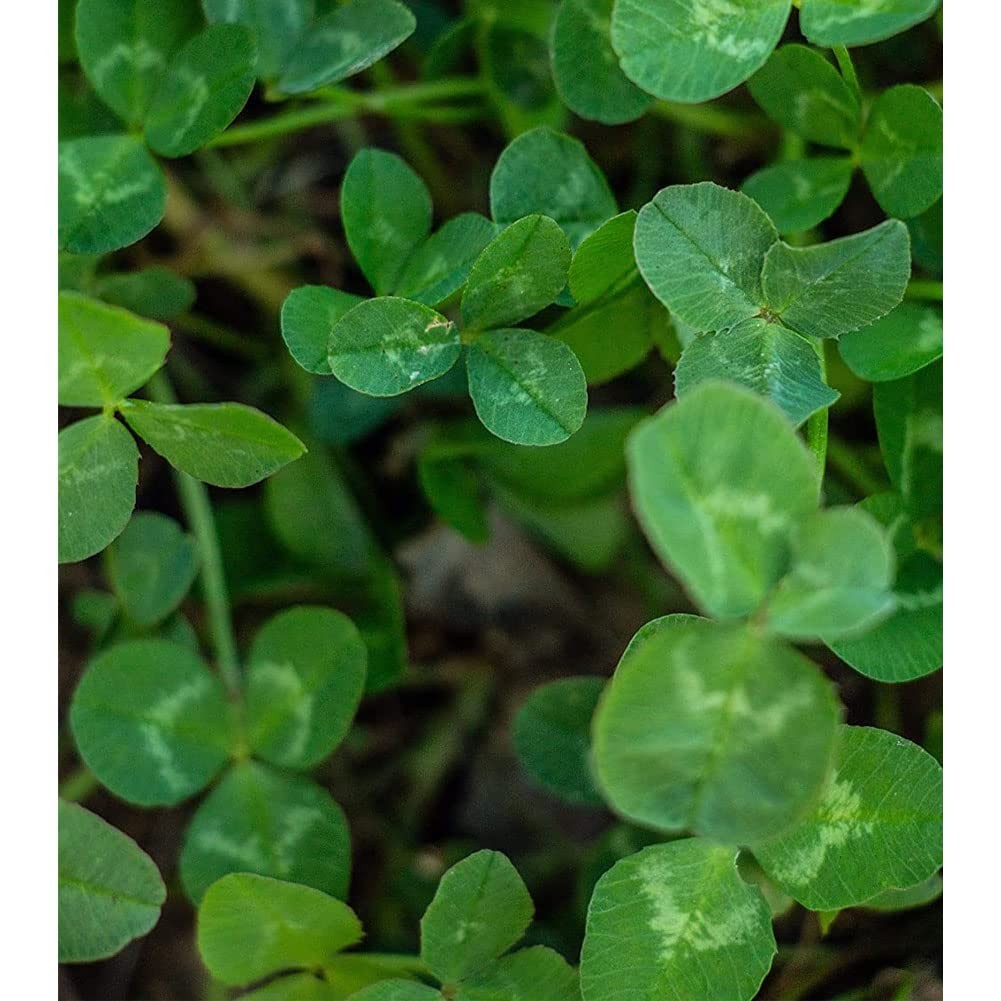 EVOLVED HARVEST Throw & Gro NoTill Forage for Deer EasytoPlant FastGrowing F…
