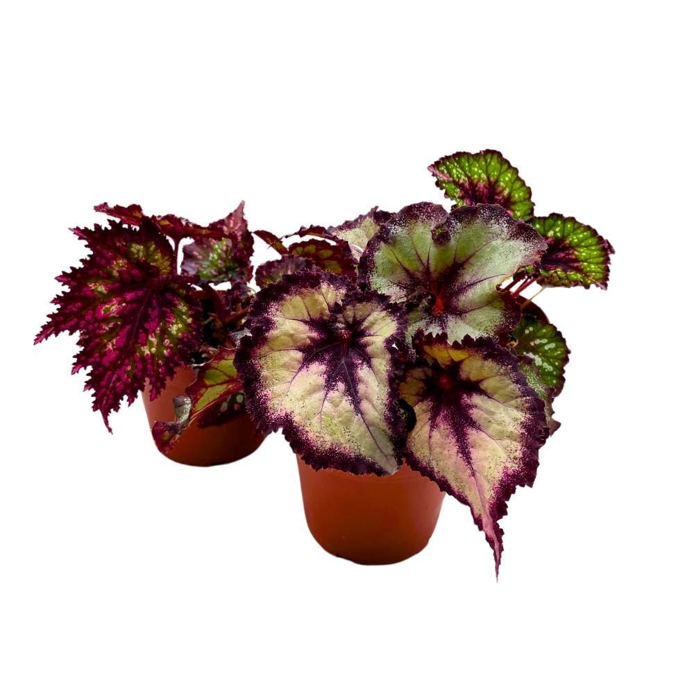 Harmony’s Purple and Green Begonia Assortment 4 inch Set of 3 Harmony Hybrids Sp