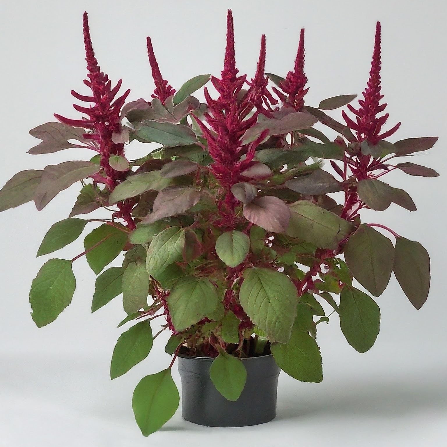 Red Garnet Amaranth Seeds – Heirloom, Non-GMO, 75 Seeds, Vibrant Garden Plant