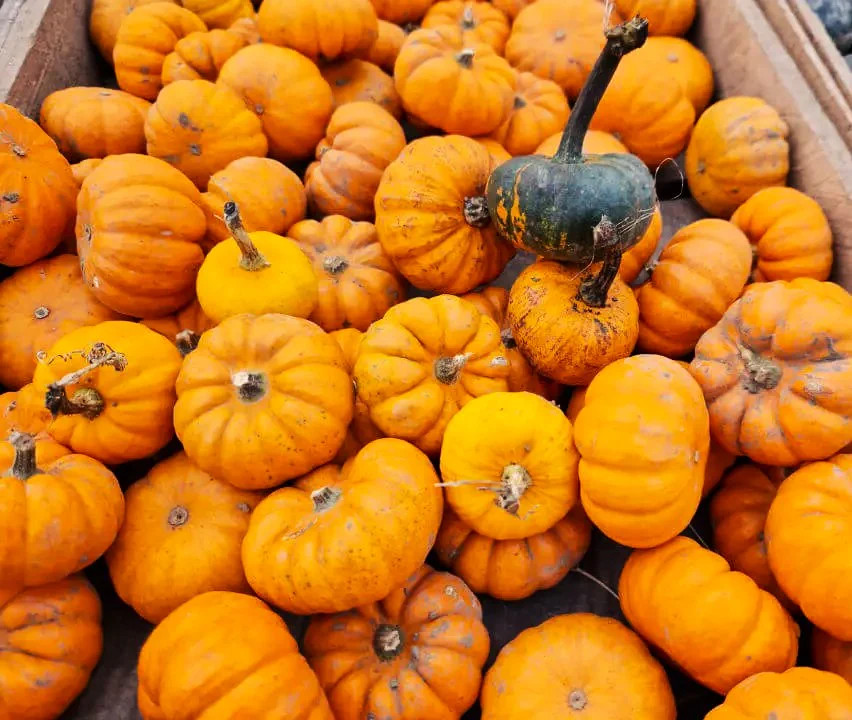 Munchkin Pumpkin Seeds – For 2025 Planting Mini Pumpkins Jack Be Little Ribbed