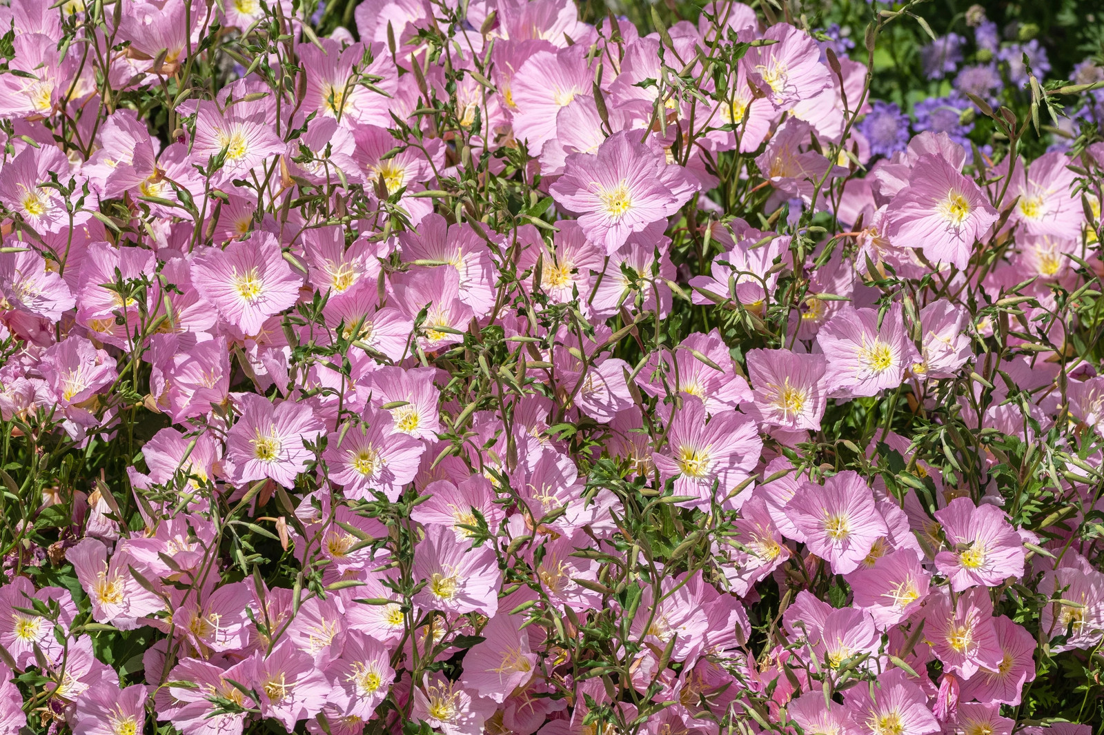 1000 Showy PINK EVENING PRIMROSE Pink Ladies Oenothera Speciosa Flower Seeds