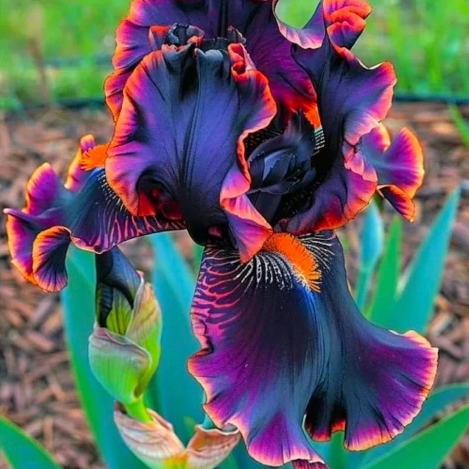 Black & Flame Iris Flower Seeds – 35 Seeds – Unique Multicolor Blooms for Garden