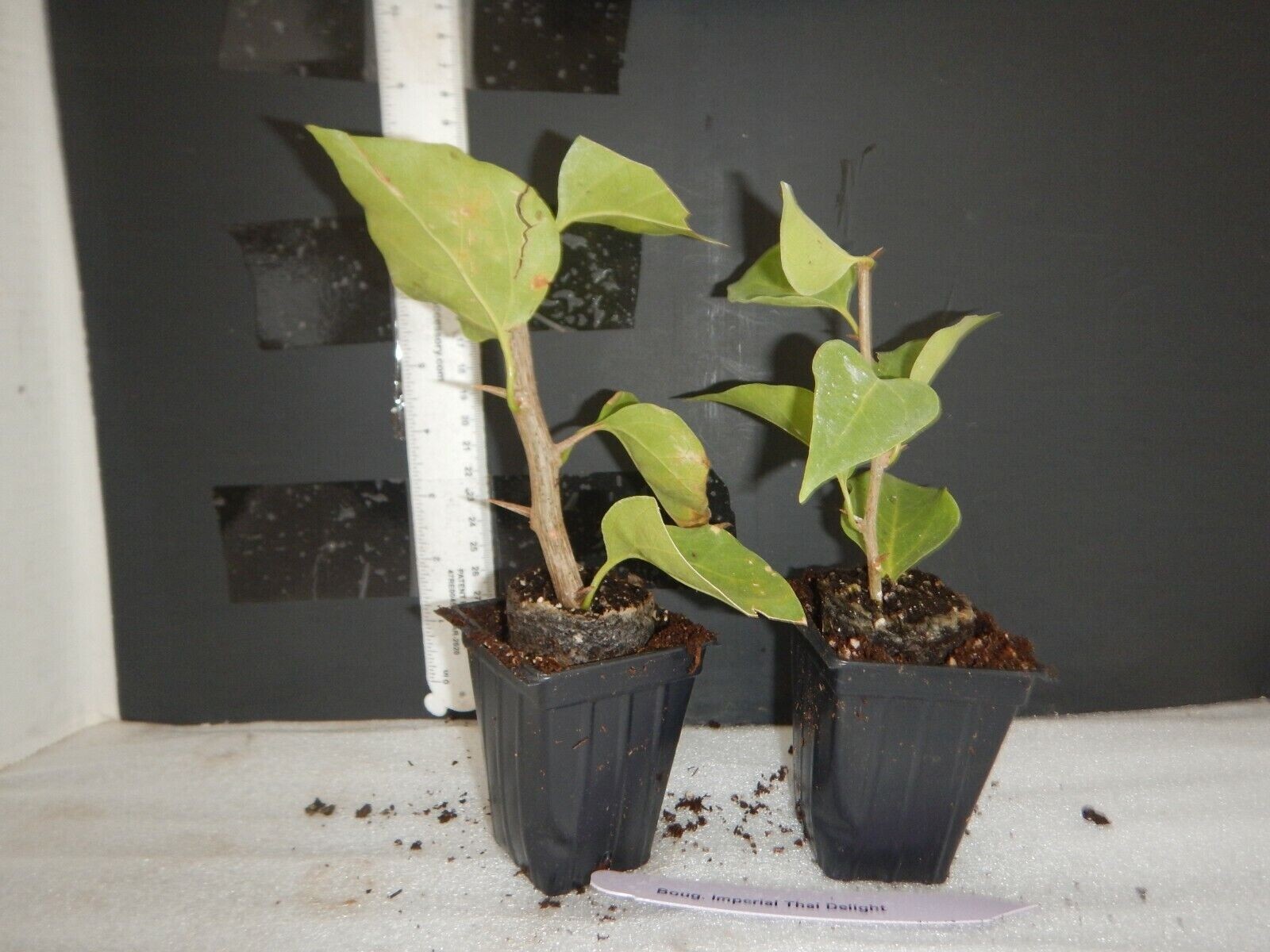 Spectabilis Red Bougainvillea**Small Well Rooted Starter Plant~~VERY RARE & HTF