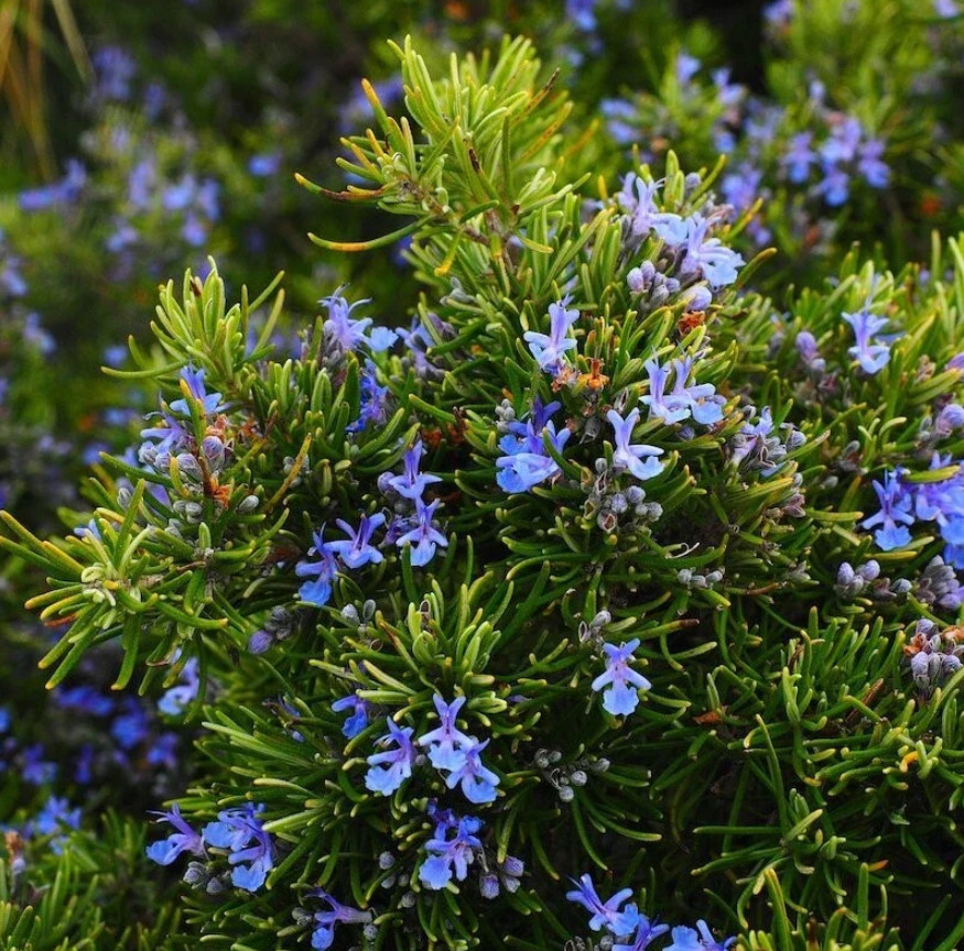 Upright Rosemary Plant – Live Plant in 1 Pot (2 Plants per Pot) – 6-8″ Tall