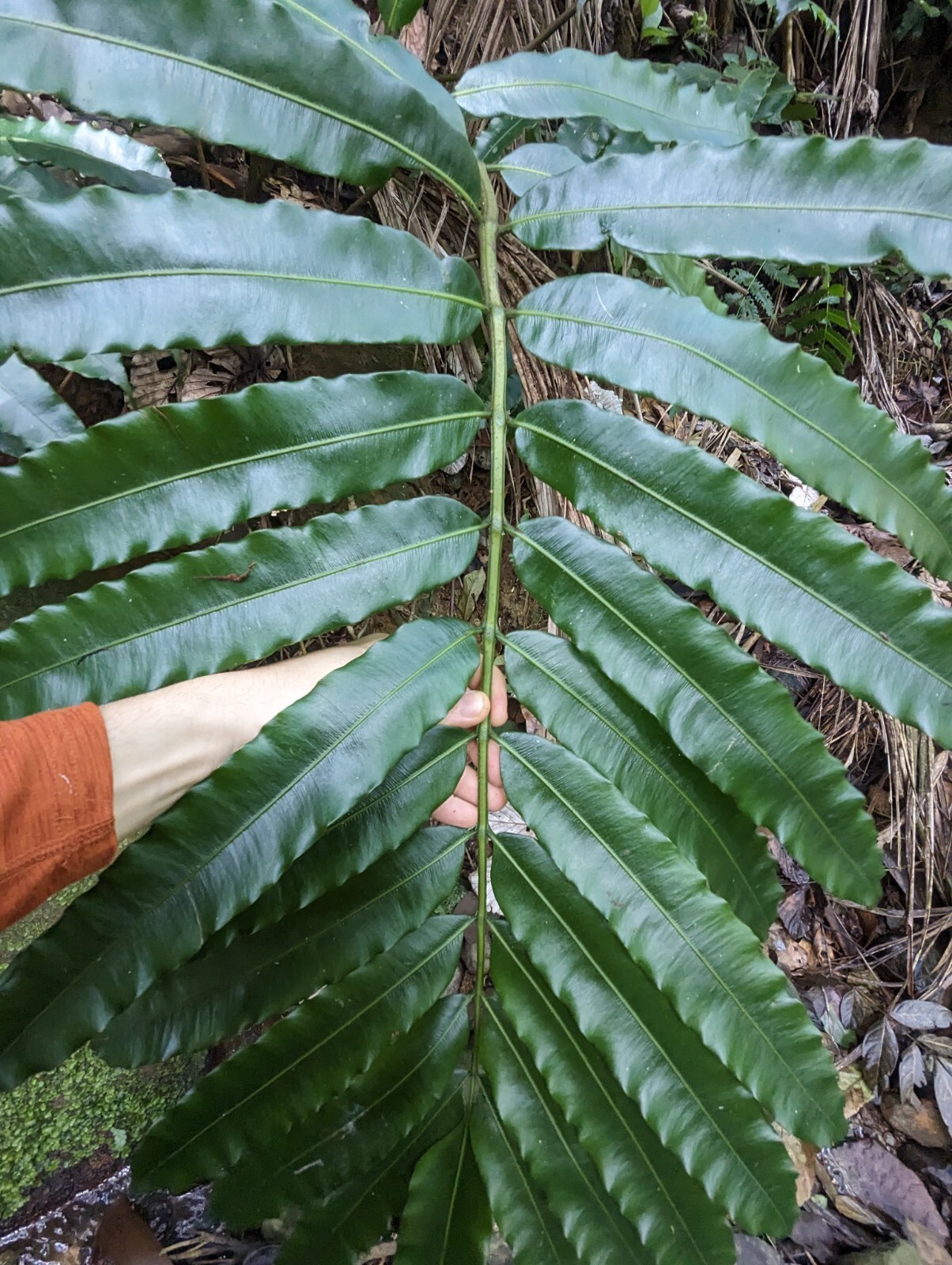 x2 EX Rare : LIVE : Danaea Nodosa Fern 4 inch Exotic Unique Big Grower rainfores
