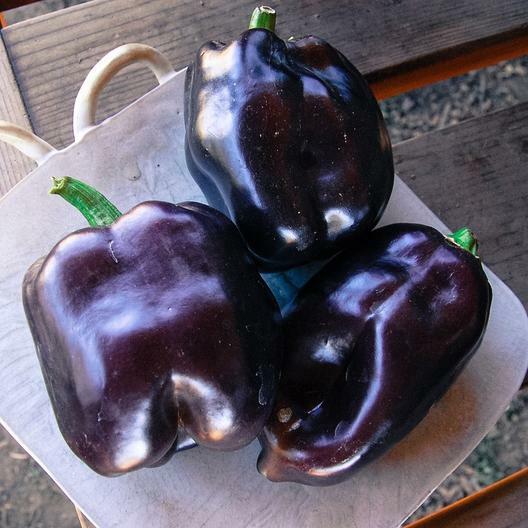 100 Purple Beauty Pepper Bell Pepper Seeds Non-GMO Heirloom Free Shipping