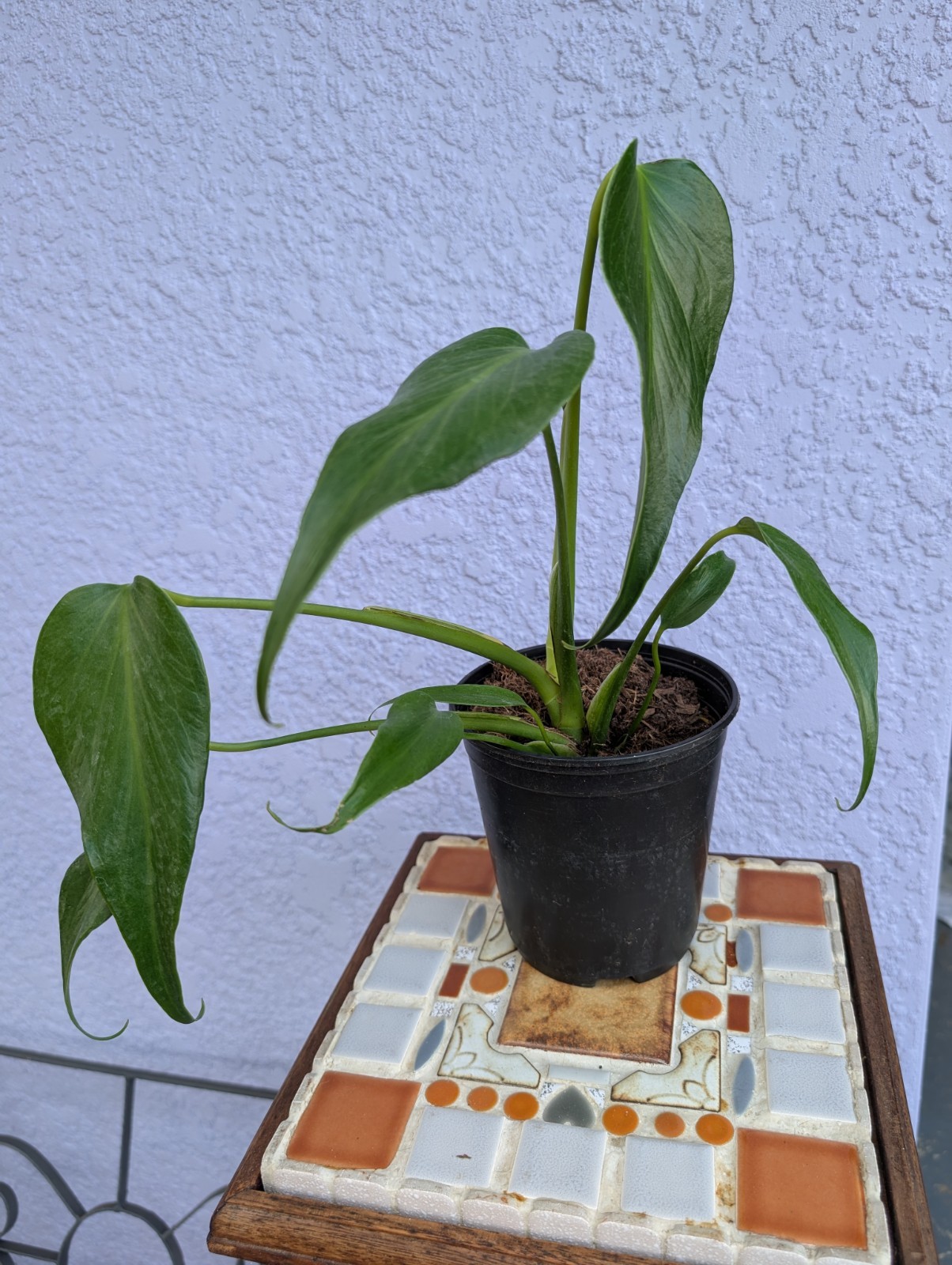 Rare Monstera Burle Marx Flame – Rooted Plant – 5″ Pot – Collector Aroid