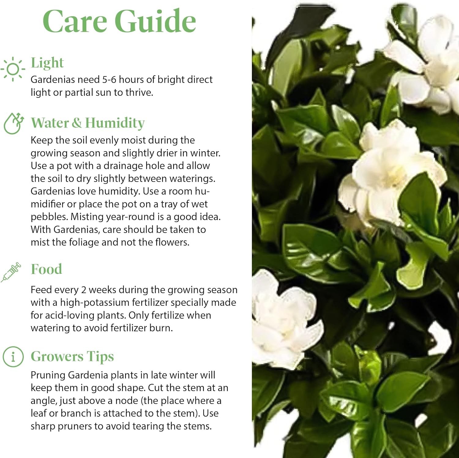 Compact Mini Gardenia Veitchii Tree – Fragrant 6-Inch Houseplant for Any Space