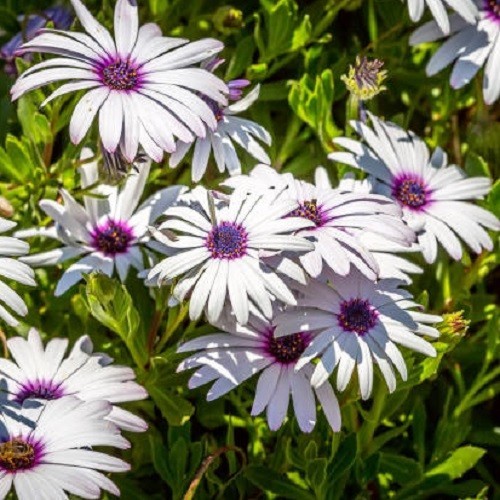 White Cape Daisy Seeds Gorgeous Purple, White Flowers, Easy To Grow Non-GMO