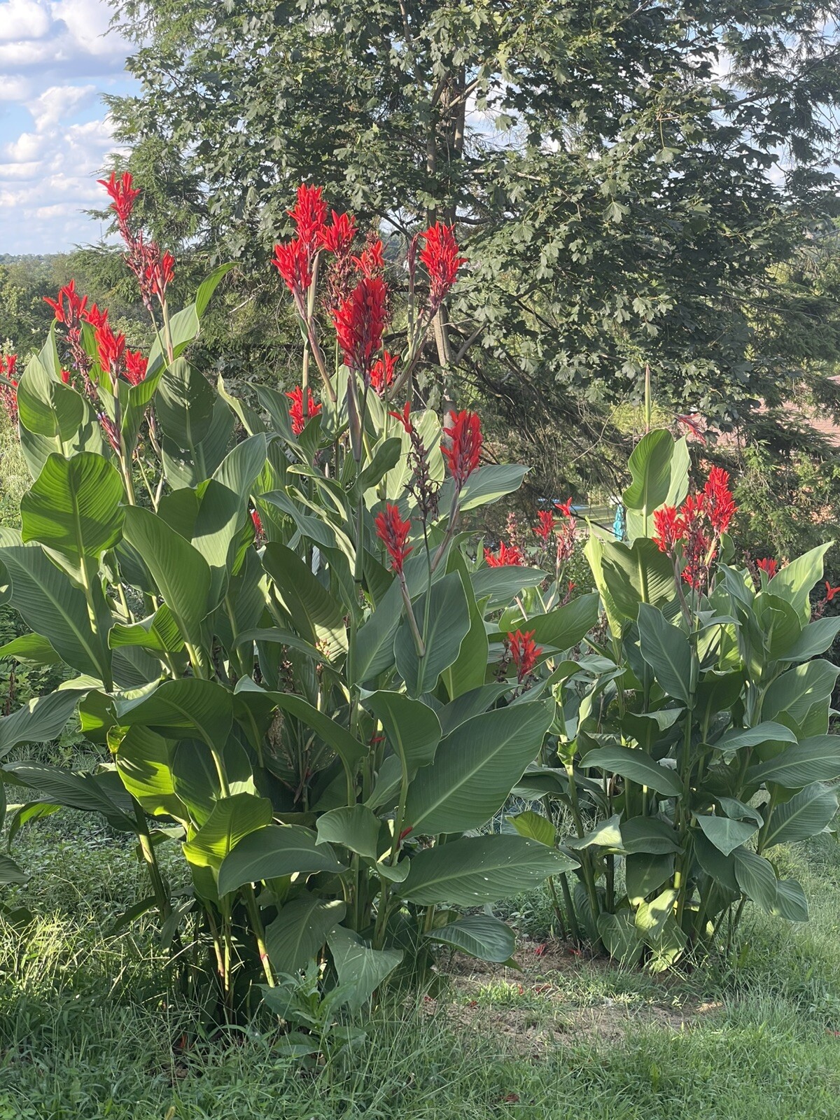 5 BIG Canna Lily bulbs Rhizomes 5-7 feet large green leaves-Deer resistant