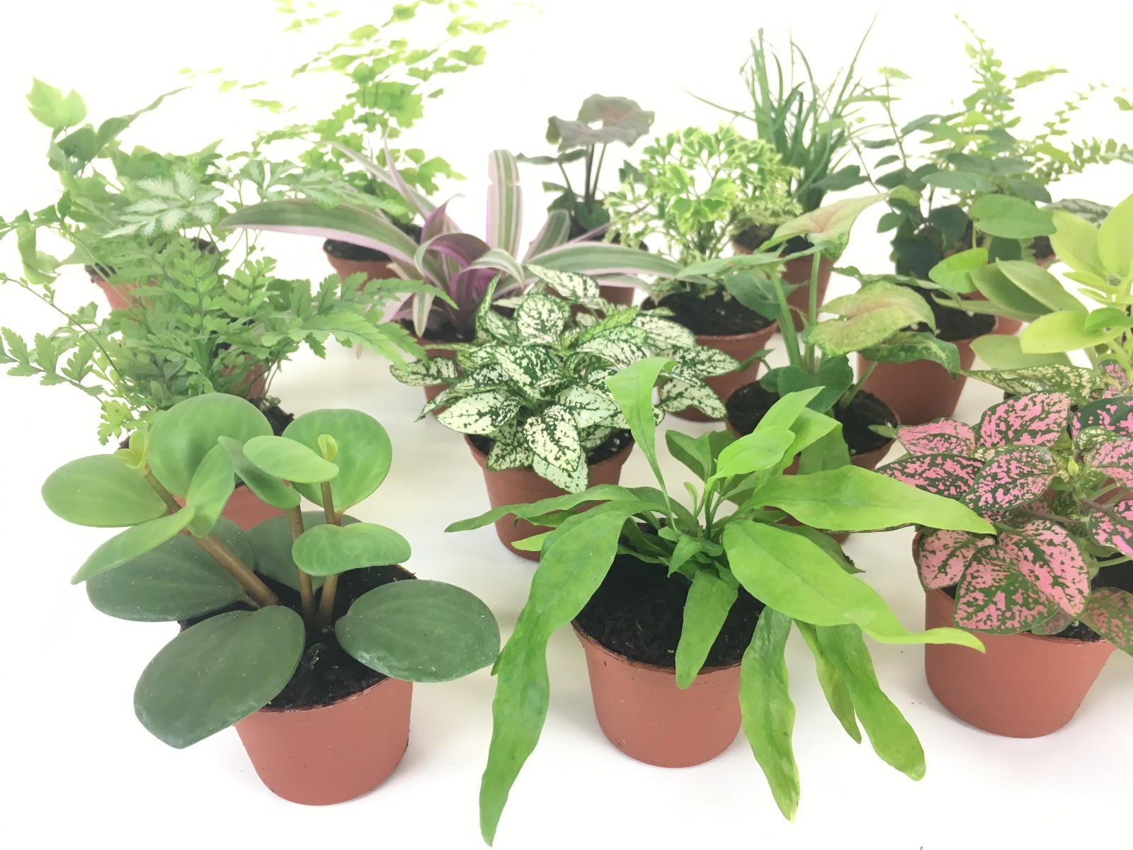 Mini Terrarium Plants (2 Plants) Fairy Garden (Assorted Varieties) (2″ Pots)