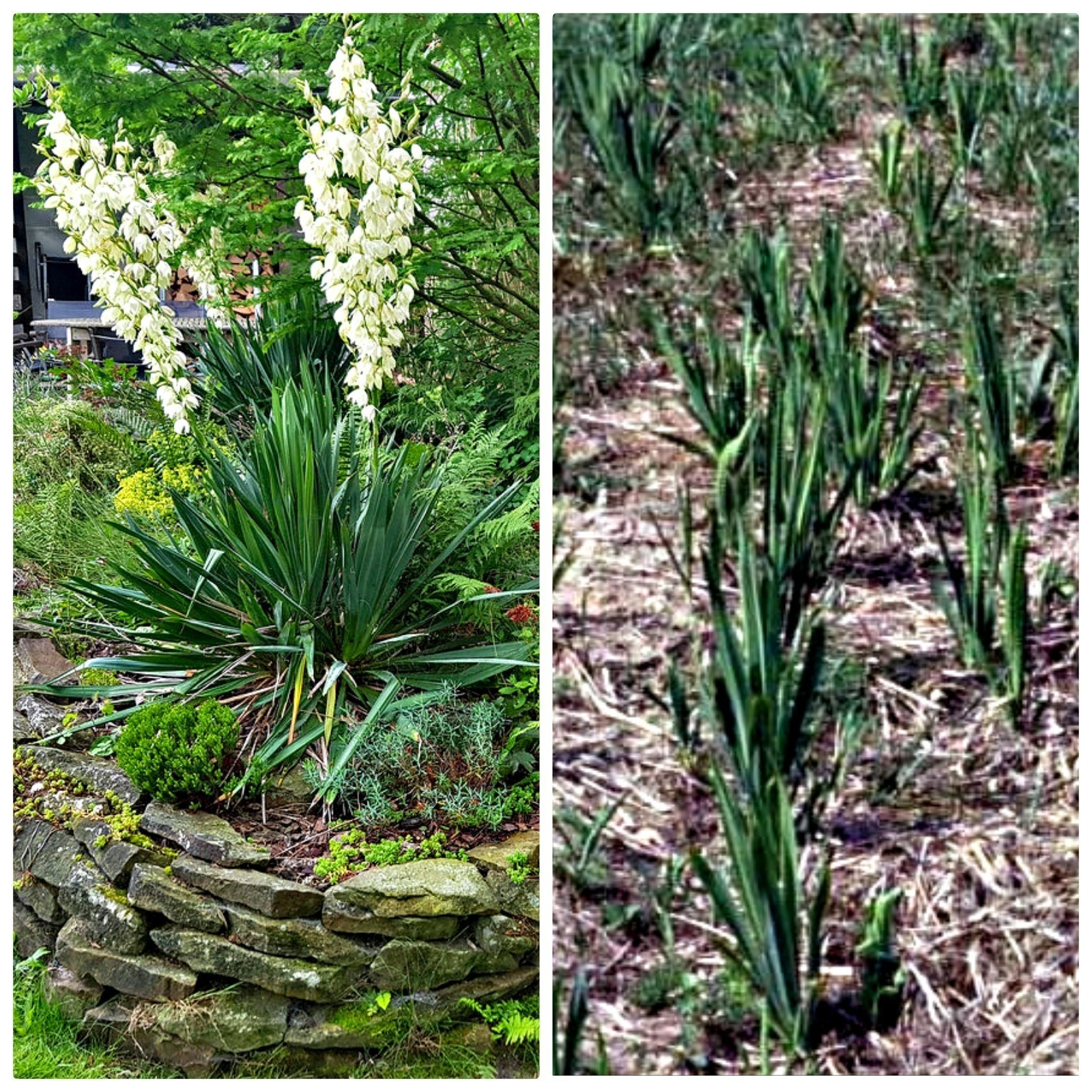 3 Yucca Adam’s Needle Plants 10″ To 12″ Tall