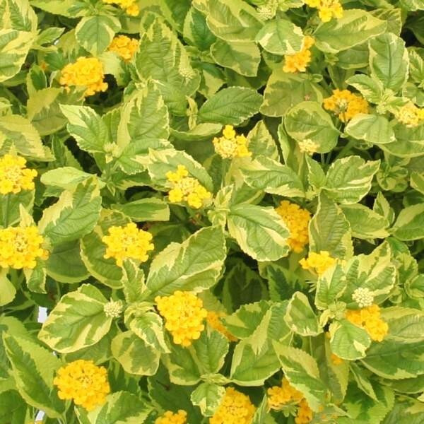 Variegated Lantana Samantha Live Plant, Healthy Starter for Pollinator Garden