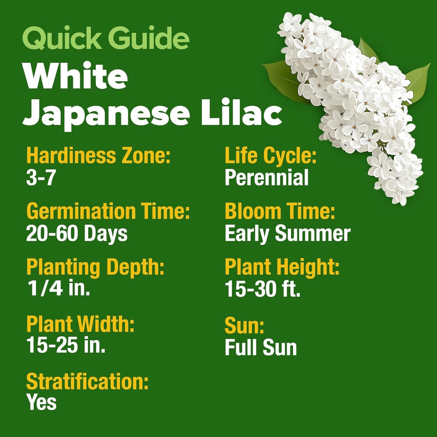 Fragrant White Lilac Flower Seeds – 53 Non-GMO Heirloom Seeds for Garden Bliss