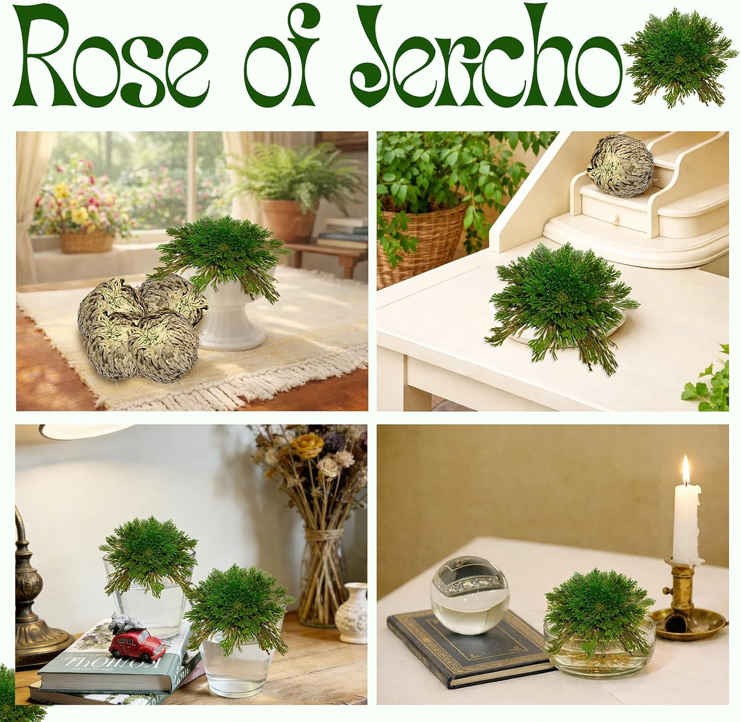 11 Pack Rose of Jericho Resurrection Plants, 1–2 Inch Rosa de Jerico Original, U