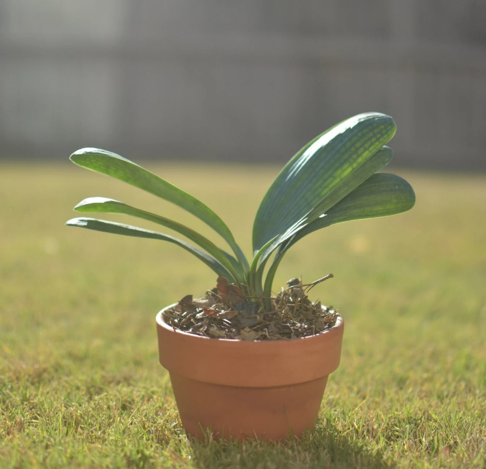 Clivia Miniata, Bush Lily, Orange Flowers, Ready to Plant, Live Evergreen, Rare