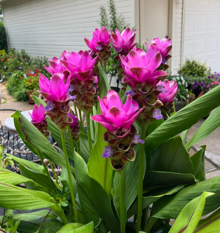 Curcuma Siam Shadow Plant – 3-6″ Tall – Purple Pink Tropical Ginger Flower Ornam
