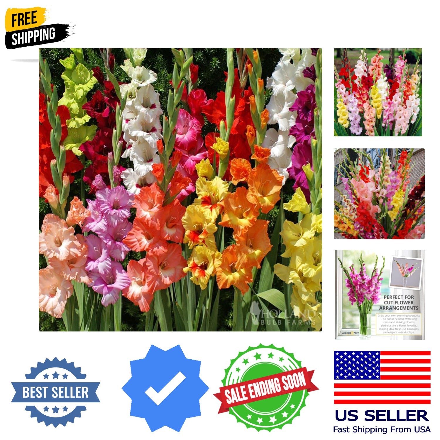 Grower Special Mix Gladiolus Flower Bulbs – 100 Bulbs Assorted Colors – Make …