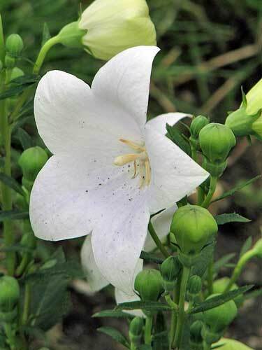 Platycodon grandiflorus | White Balloon Flower | Chinese Bellflower | 10 Seeds