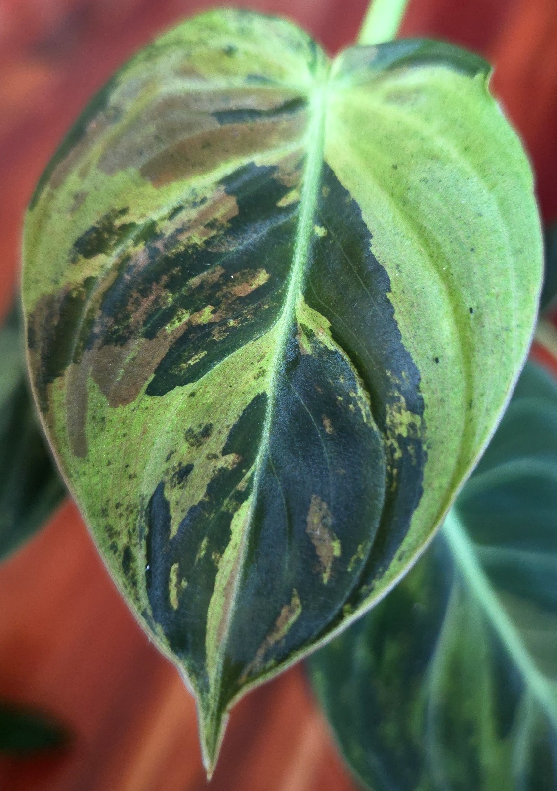 Rare Philodendron Variegated Melanochrysum 13″ Tall Not Anthurium Aroid Monstera