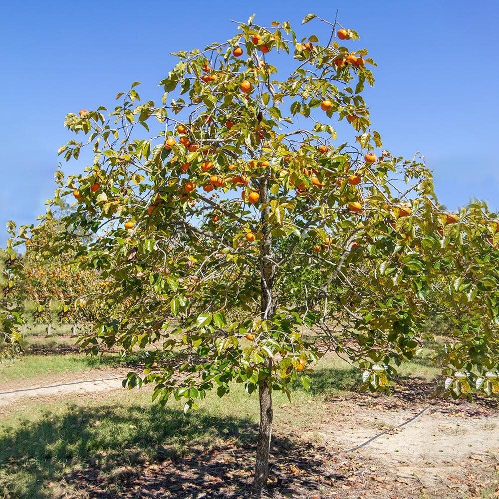 5 Gal. Fuyugaki Persimmon Tree
