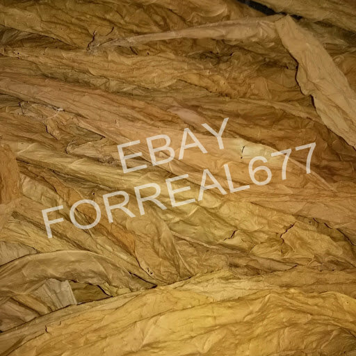 HEIRLOOM TURKISH YENIDJE TOBACCO 2000+ SEEDS RARE ORIENTAL AROMATIC TOBACCO 2022