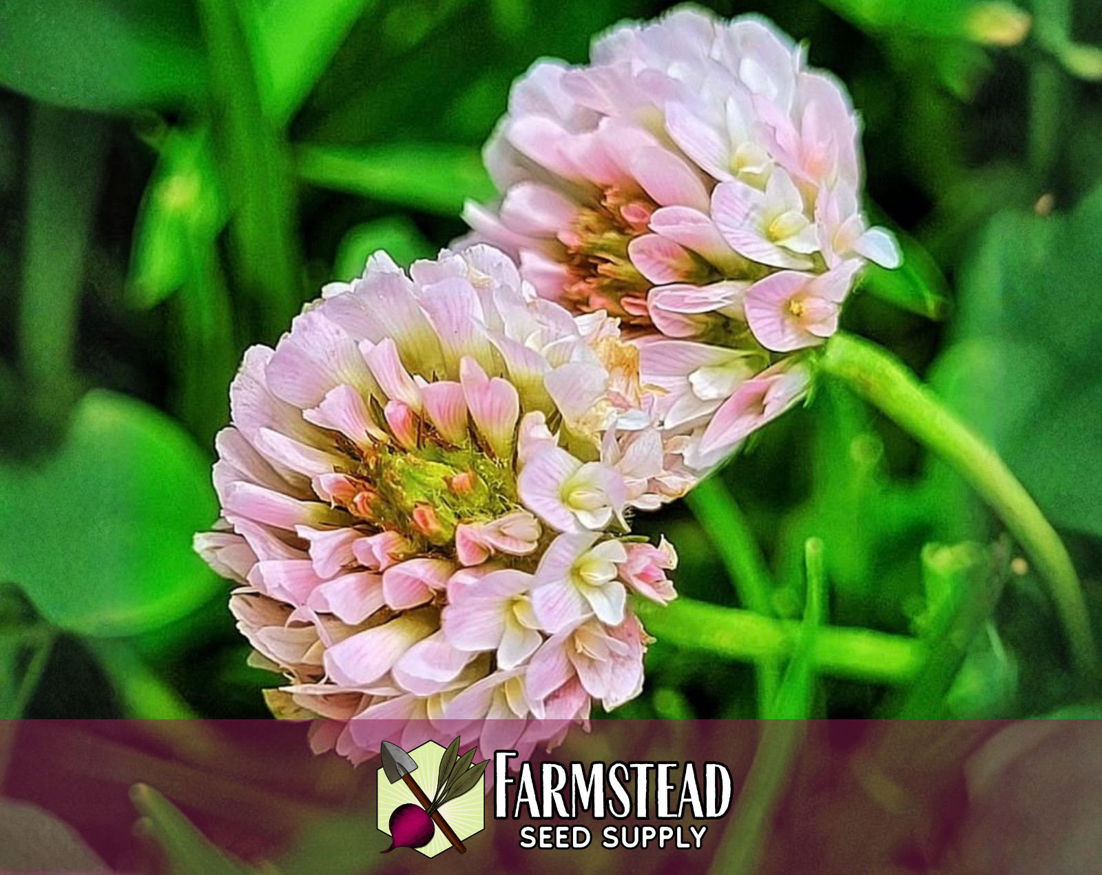 1,150+ Strawberry Clover Seeds | Pollinator Flower Seeds, Trifolium fragiferum