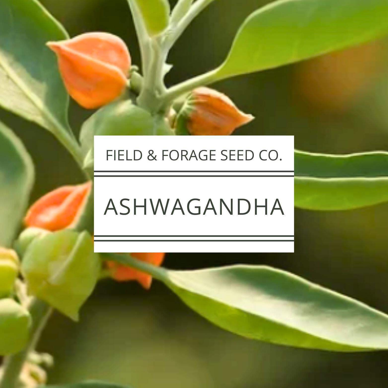 Ashwagandha Seeds | Withania somnifera | Heirloom | Non-GMO Herbal Gardens | 30