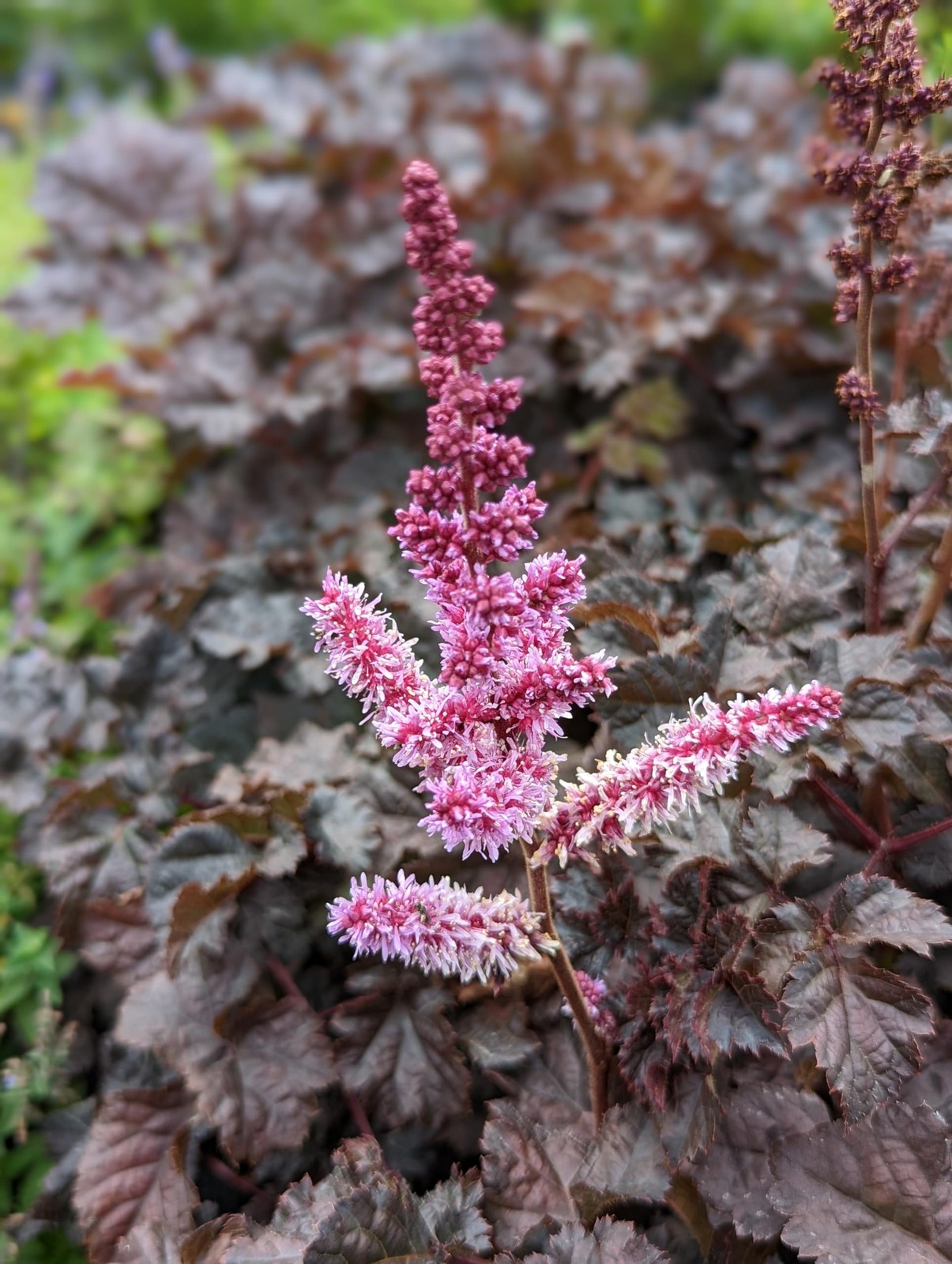 Live Plant from – Proven Winners, Astilbe ‘Dark Side of The Moon’, Pink Flowe…