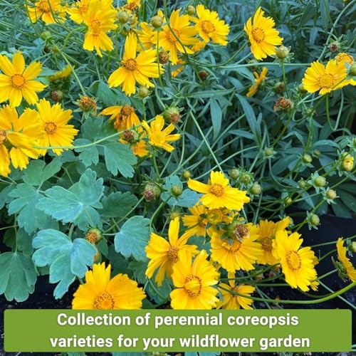 – Coreopsis Seed Collection for Planting – Dwarf Lance-Leaved & Plains