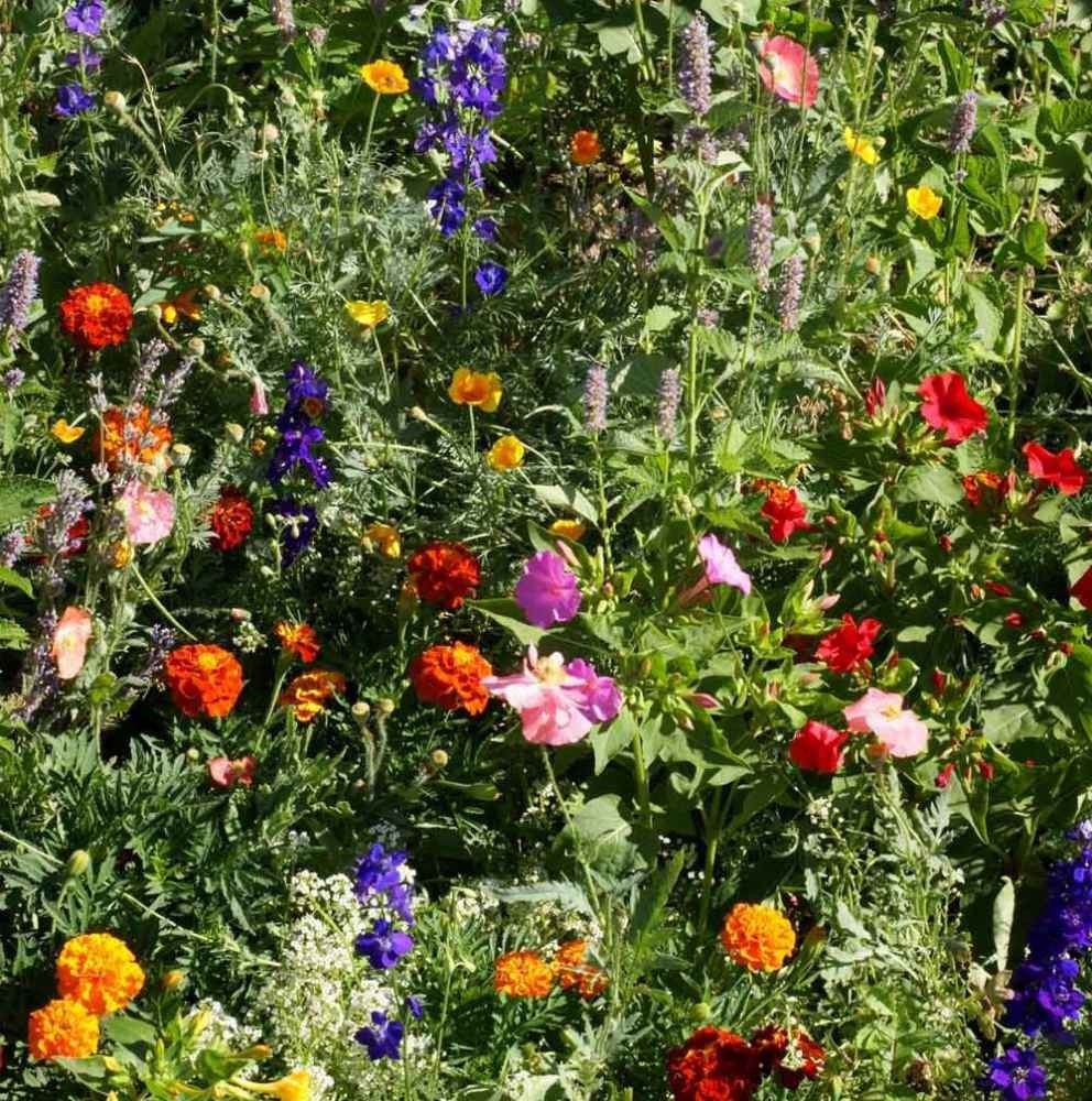 5 LBS Deer Resistant Wild Flower Seed Mix – available in bulk