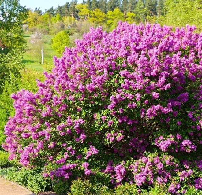 Set 3 Old Fashion Lilac Live Plants – 20-30″ Tall – Fragrant Purple Flower Bush