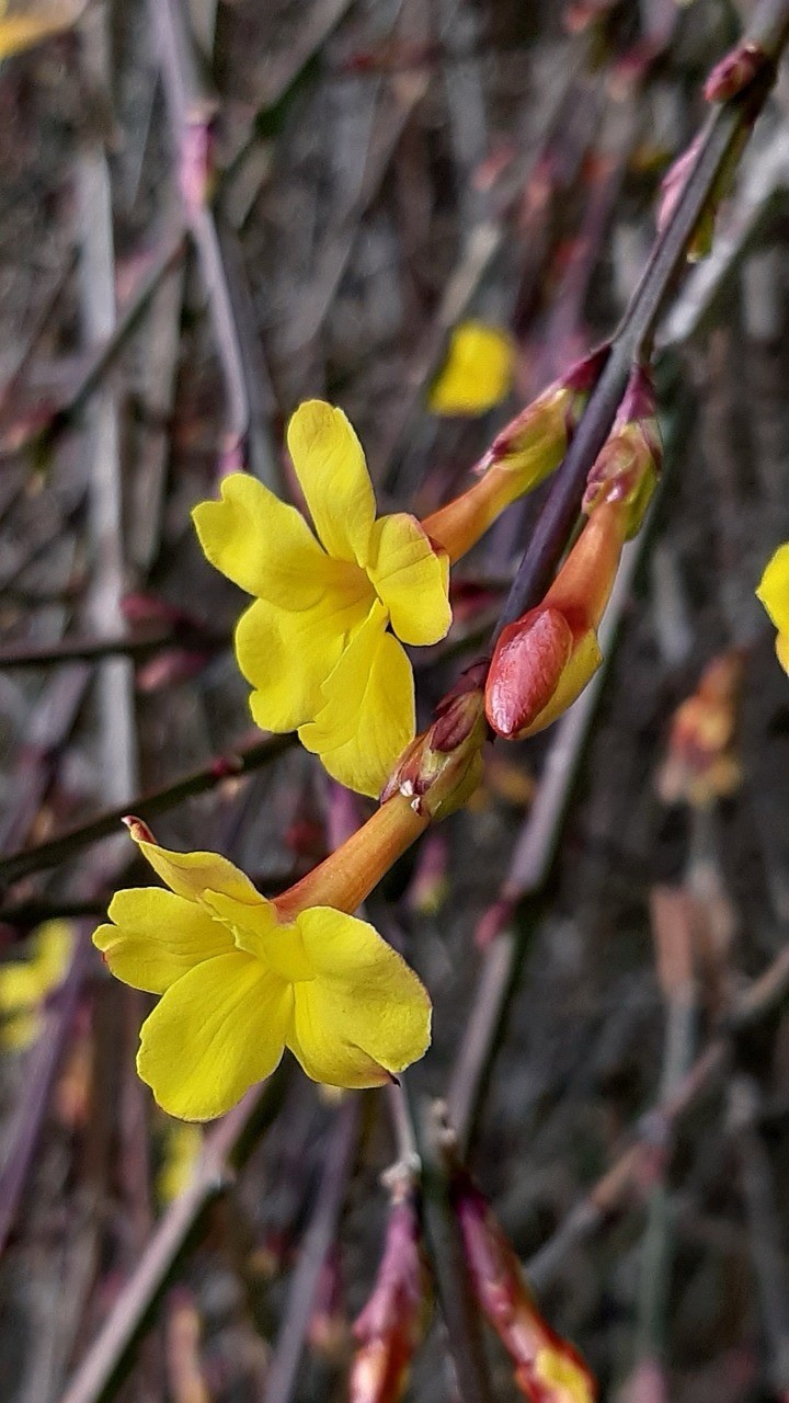 Winter Jasmine/Jasminum Nudiflorum (Qty: 2) Live Rooted Bareroot 6-8” Plants