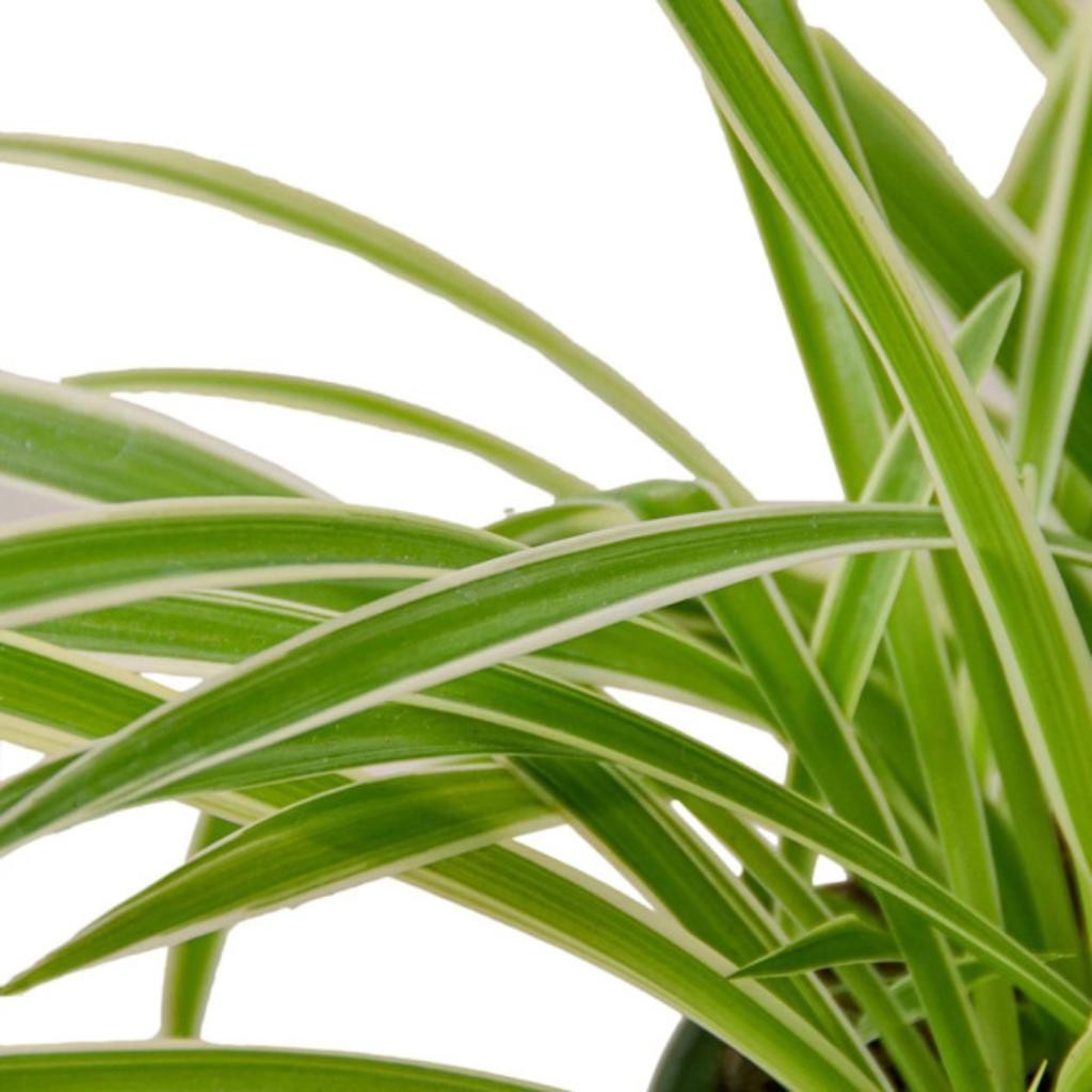 Chlorophytum Spider Reverse