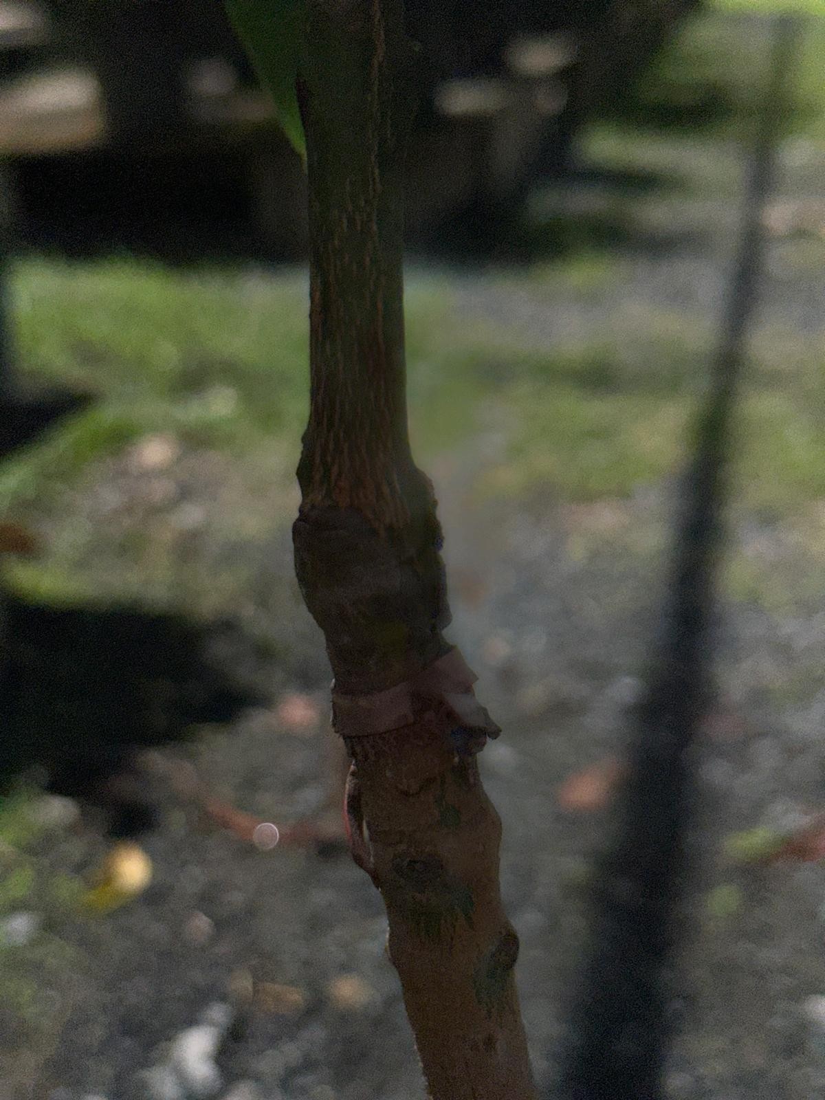 Big Grafted Mango (Mangifera ) Alphonso Live Fruit Tree (1.5-3 ft) Indica