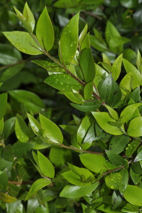 True Blue Sweet Myrtle (Myrtus communis L.) 30 Seeds (06)