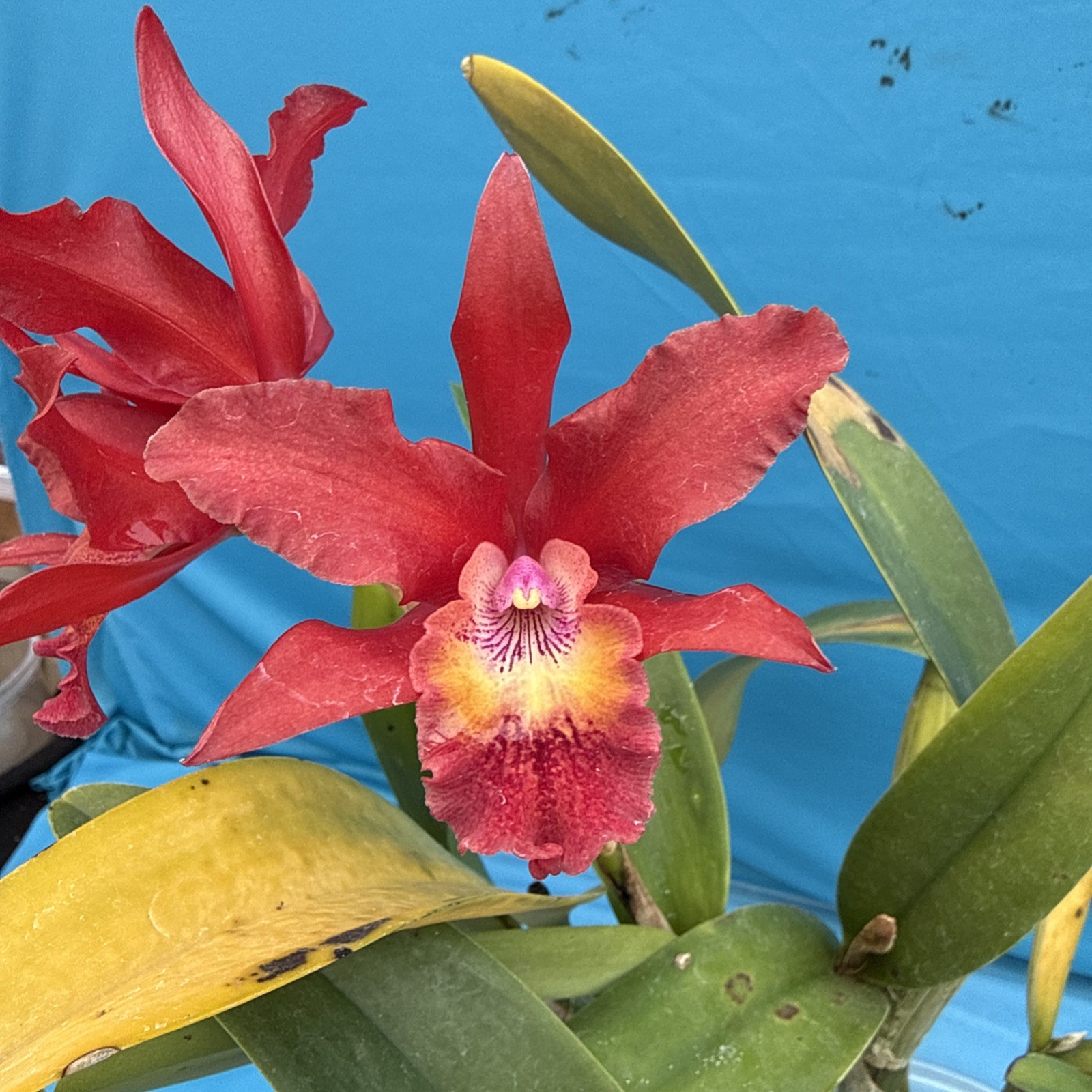 Cattleya Lcn Pauka’a Earl Reid Fragrant Blooming Red Orange Purple Orchid 9” Pot