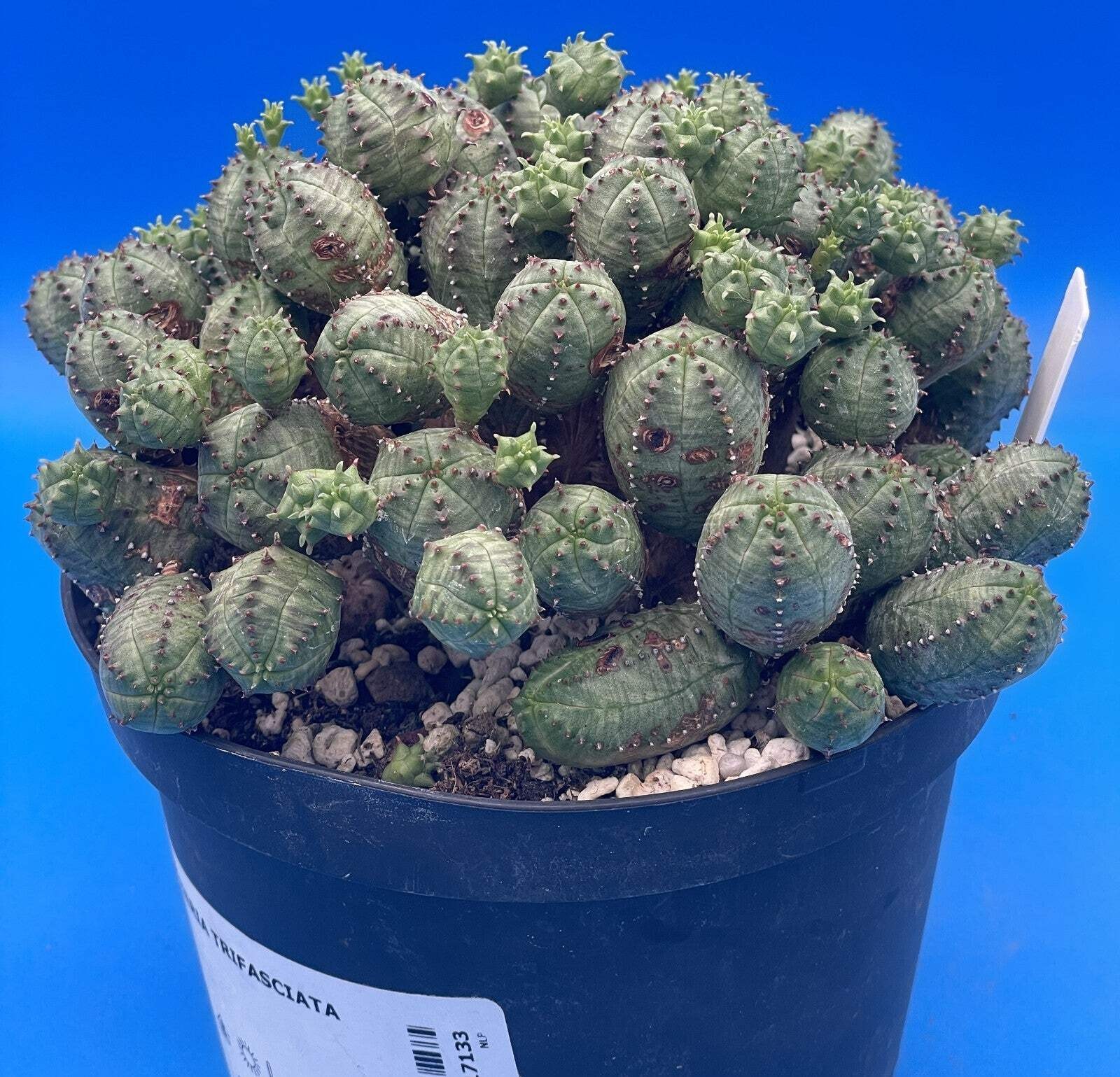 Euphorbia Pseudoglobulosa OLD XL Specimen Grown In 6″ Pot