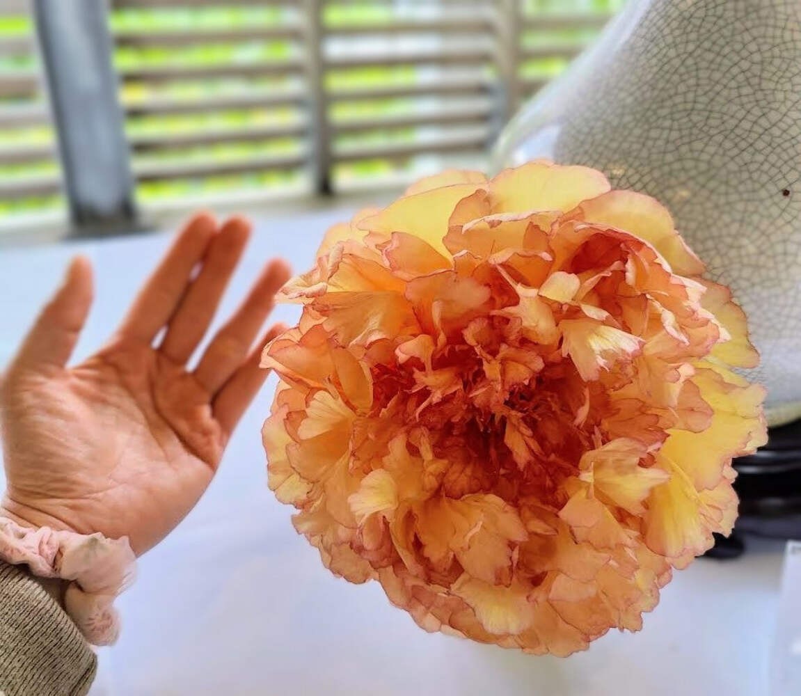 “Golden pavilion” large flower Japanese tree peony