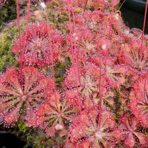 (5) Drosera Spatulata Spoon Leaf Sundew Carnivorous Plant