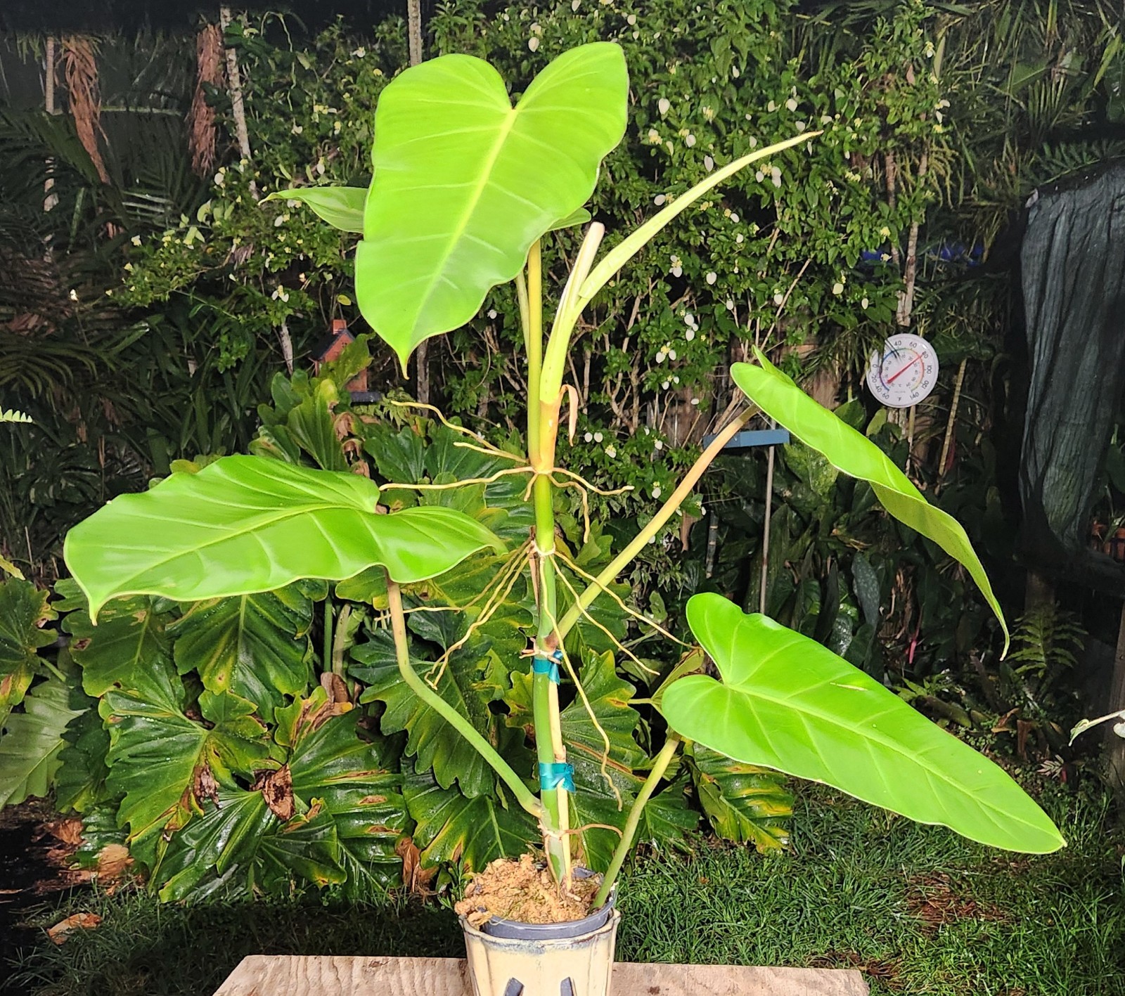 Philodendron Species Plant 5″ Pot 25″ Tall 24″ Wide