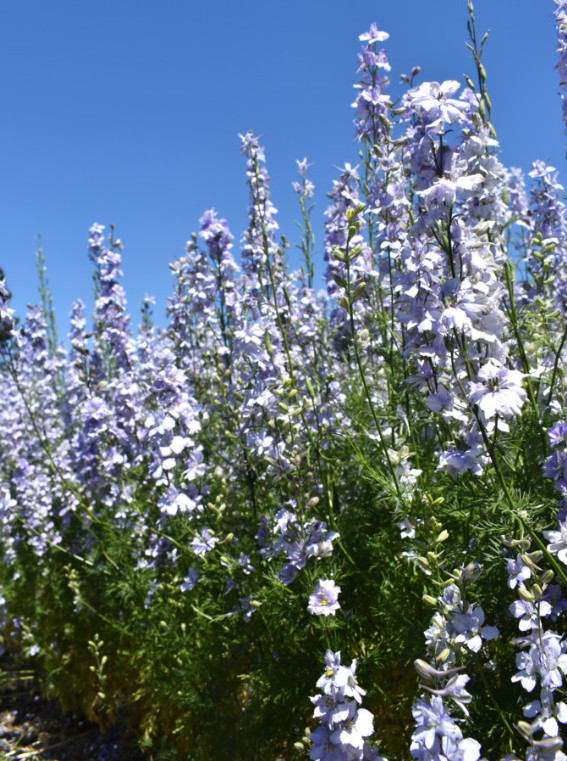 Rocket Larkspur Delphinium NIGHT SKY MIX Blues Pollinators Non-GMO 500 Seeds!