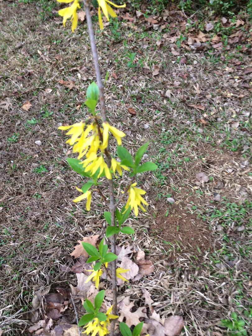 Yellow Forsythia Bush 25 + Seeds Hard to Find Seeds ! USA Seller