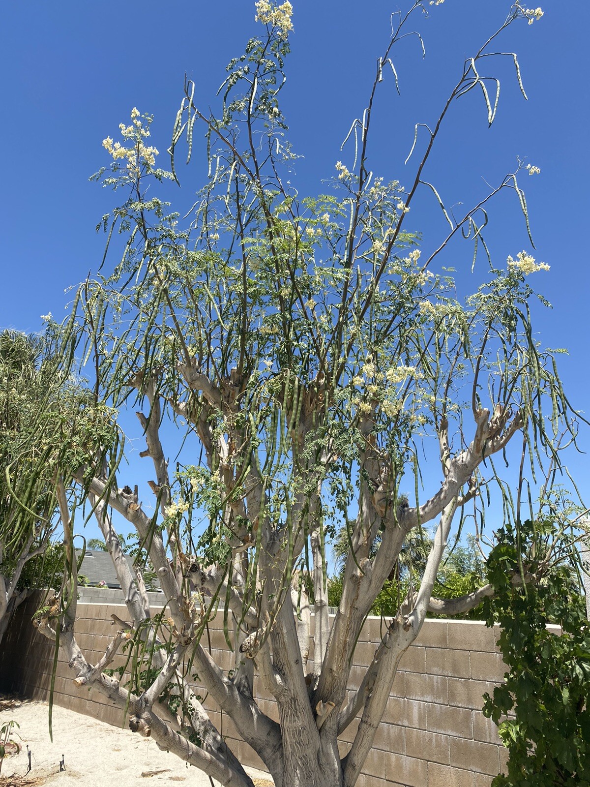 Malunggay (Moringa) Fruit !! PLEASE READ THE DESCRIPTION !!
