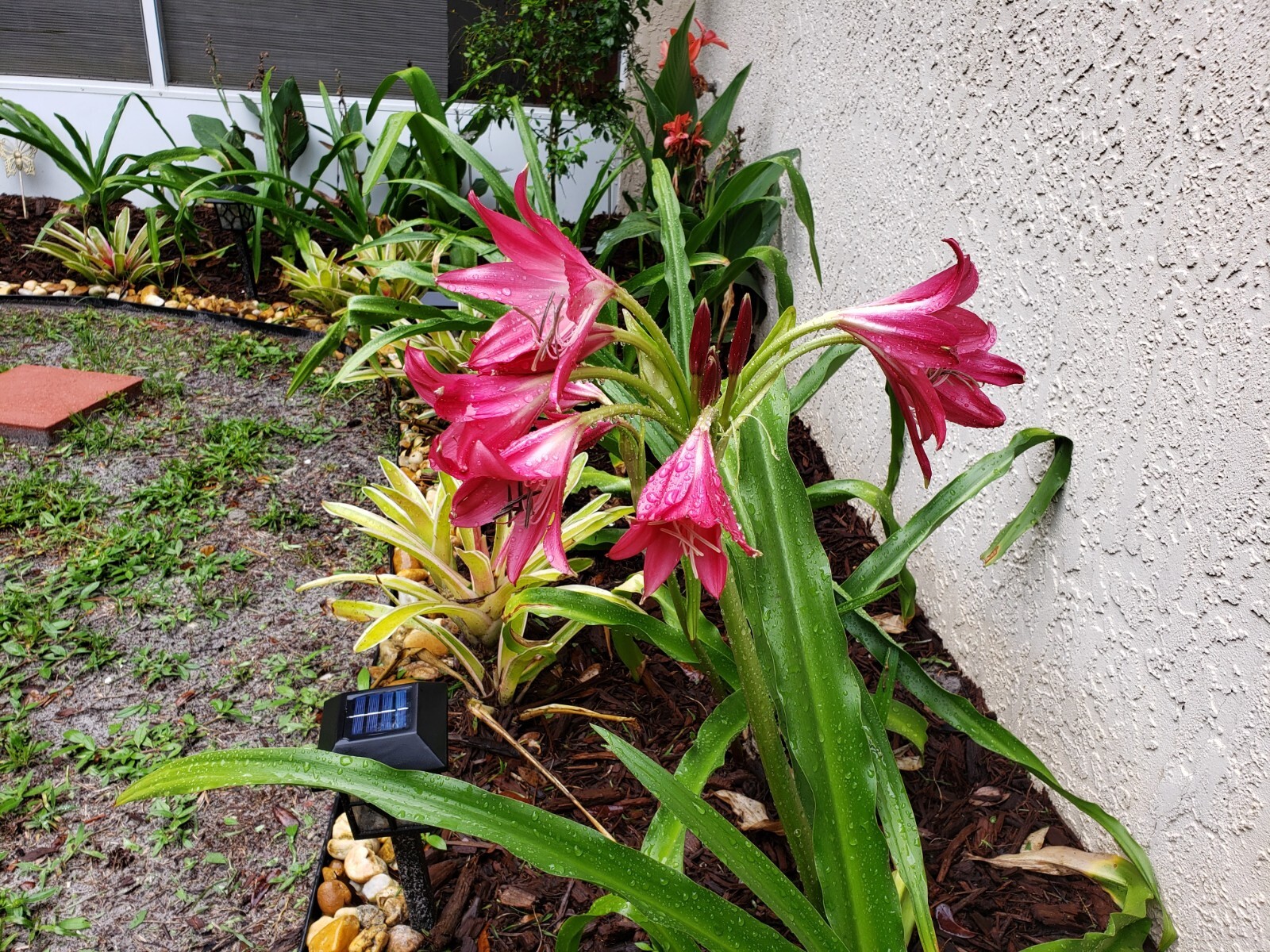 Pink Lily, Large blooming-size bulbs (2 Included)