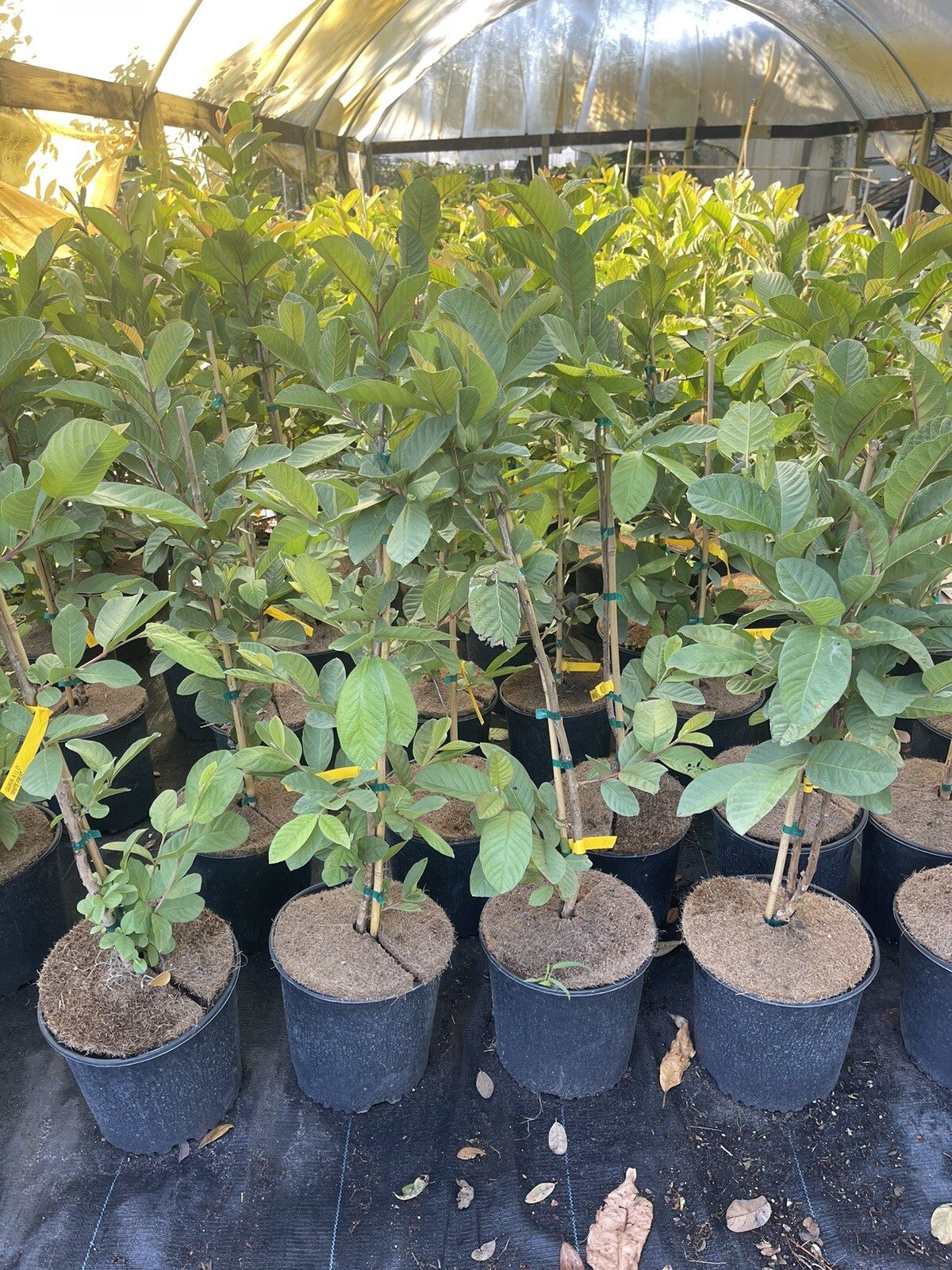 Kilo Thai Guava 3 gallon 3 feet tall.