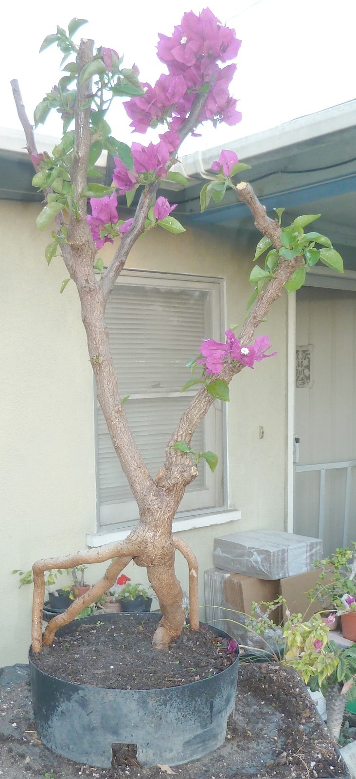 Vera Deep Purple Bougainvillea Pre Bonsai Dwarf Kifu Fat Trunk Neagari Flowers