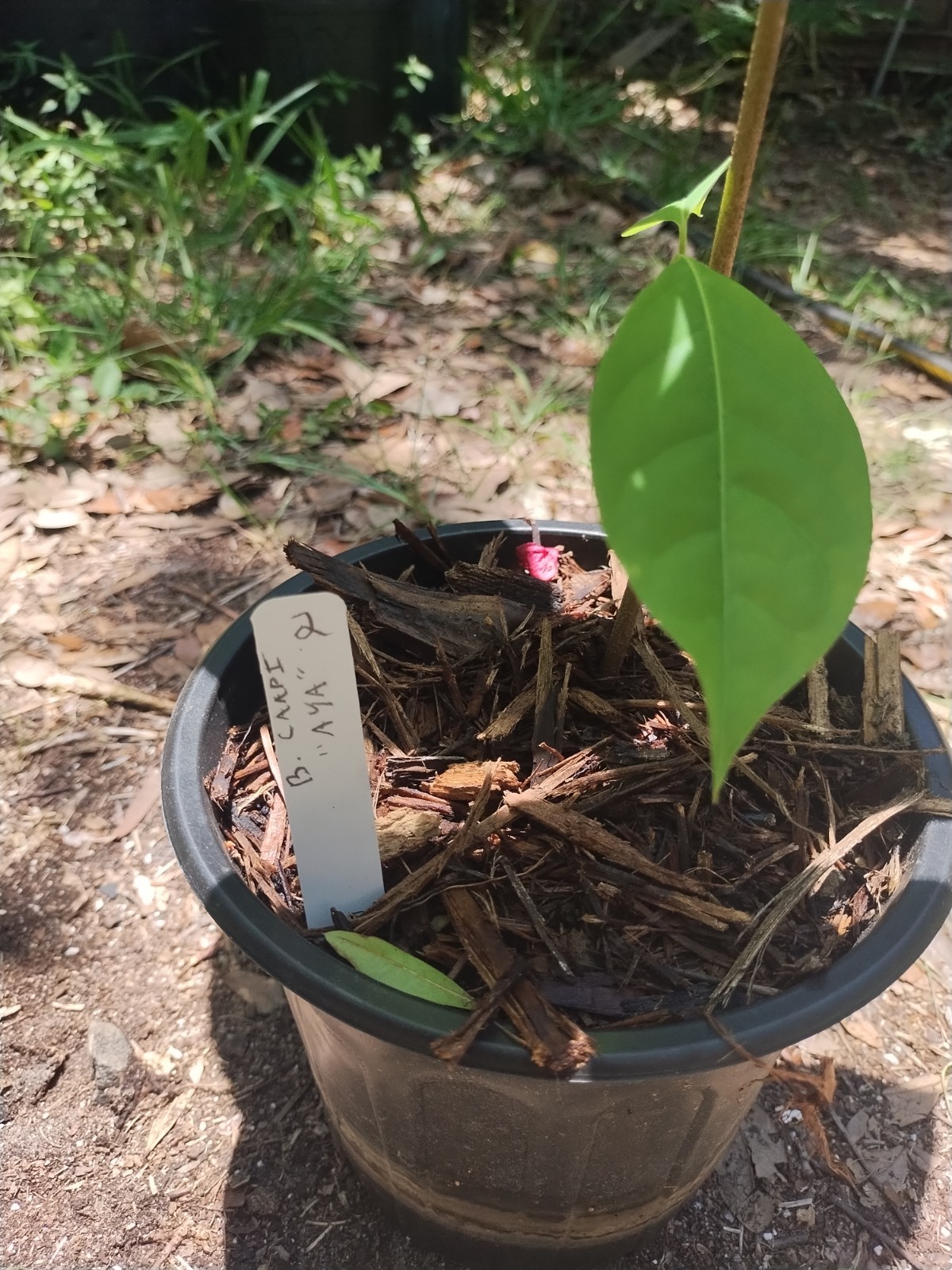 Rare South American Vine, Banisteriopsis C. Plant #2