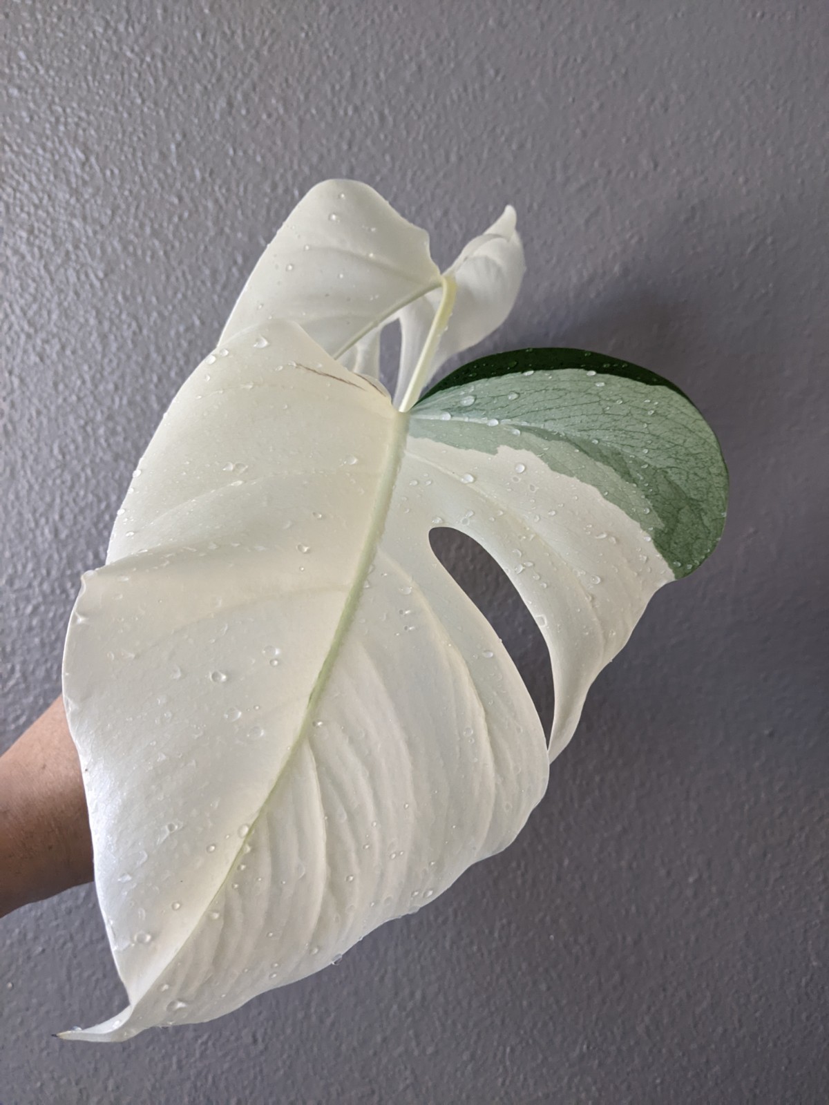 Monstera Albo Deliciosa Top Cutting, FULL MOON High Variegation, FREE Shipping